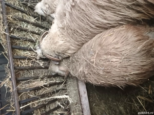 vând sau schimb 2 oi si un berbec cu capre  - imagine 2