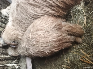 vând sau schimb 2 oi si un berbec cu capre 