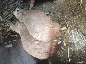 vând sau schimb 2 oi si un berbec cu capre  - imagine 3