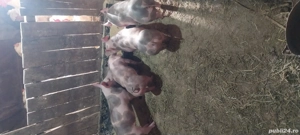 3 scrofite si un mascul 25 kg  - imagine 3