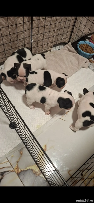 Vand pui buldog francez - imagine 2