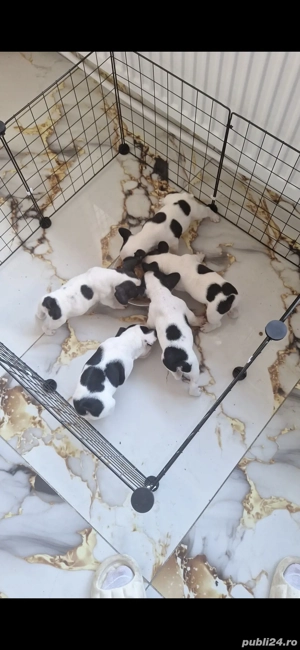 Vand pui buldog francez