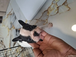 Vand pui buldog francez - imagine 3