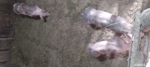 3 scrofite si un mascul 25 kg  - imagine 2