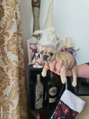 cautam casuta - imagine 4