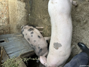 Vând porci între 100-150 kg - imagine 3
