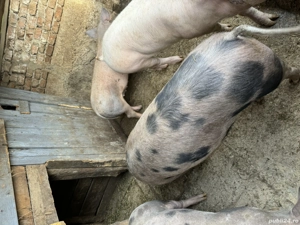 Vând porci între 100-150 kg - imagine 2