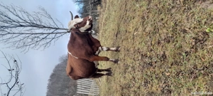 Vând vaci  - imagine 4