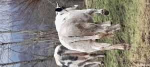 Vând vaci  - imagine 2