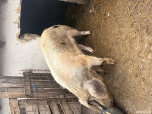 Vand porc pentru taiat ,nr telefon:  - imagine 3