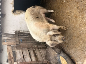 Vand porc pentru taiat ,nr telefon:  - imagine 2