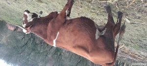 Vând vaci  - imagine 3