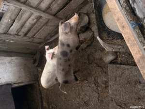 Vand purcei crescuti natural - imagine 3