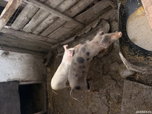 Vand purcei crescuti natural - imagine 2