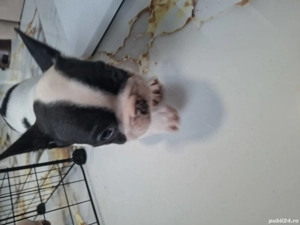 Vand pui buldog francez - imagine 4