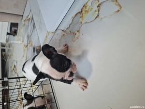 Vand pui buldog francez - imagine 5