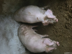 Porci pentru sacrificat