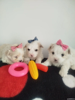 Cățeluși bishoni caută. căsuța 