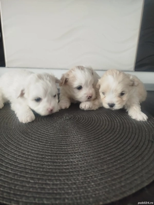 Cățeluși bishoni caută. căsuța  - imagine 4