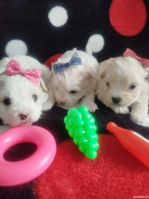 Cățeluși bishoni caută. căsuța  - imagine 3