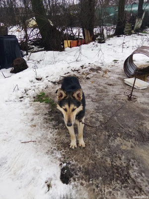 De vânzare  - imagine 2