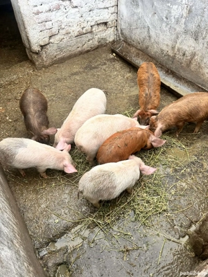 Vând opt purcei duroc  - imagine 3