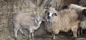 Oaie cu mieluță disponibilă sau schimb 