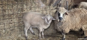 Oaie cu mieluță disponibilă sau schimb  - imagine 3