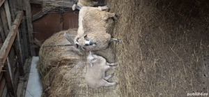 Oaie cu mieluță disponibilă sau schimb  - imagine 5