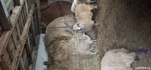 Oaie cu mieluță disponibilă sau schimb  - imagine 4