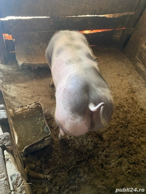 vand porci de tara  - imagine 3