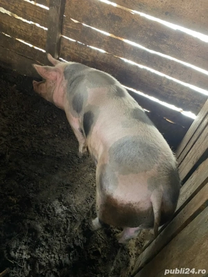 vand porci de tara  - imagine 4