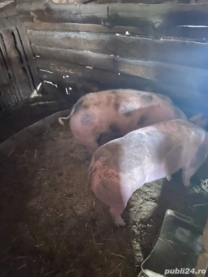 Vand 2 scrofite pietran 