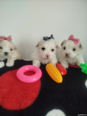 Cățeluși bishoni caută. căsuța  - imagine 5