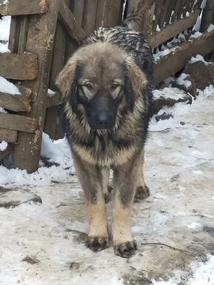 Femele carpatine  - imagine 4