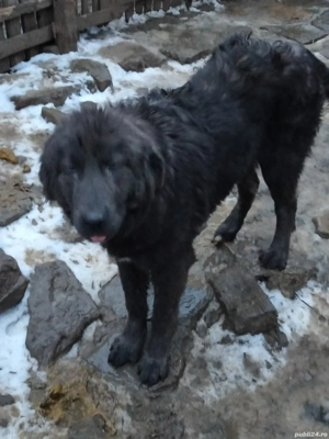 Femele carpatine  - imagine 5