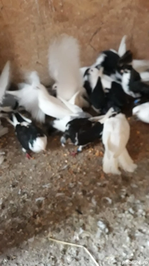 Jucători de galați Albi 