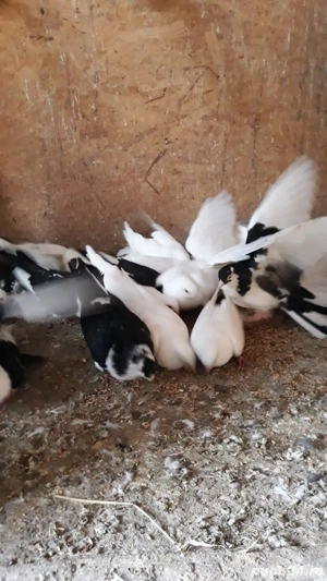 Jucători de galați Albi - imagine 5