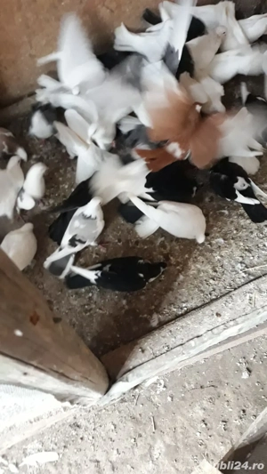 Jucători de galați Albi - imagine 3