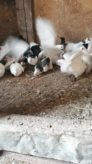 Jucători de galați Albi - imagine 4