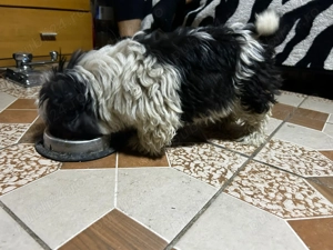 Cățelușă shih tzu mini toy de vânzare 