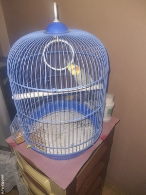 papagal ninfa și colivie