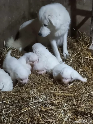 Disponibili rasa Maremmano-Abruzzese - imagine 2