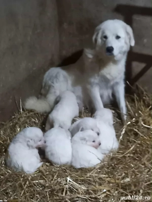 Disponibili rasa Maremmano-Abruzzese