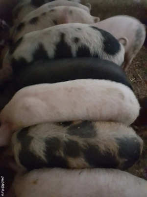 purcei 12 săptămâni 320 lei  - imagine 4