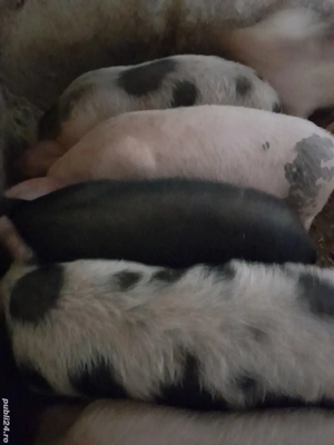 purcei 12 săptămâni 320 lei  - imagine 3