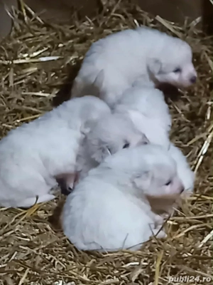 Disponibili rasa Maremmano-Abruzzese - imagine 4