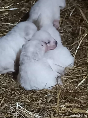 Disponibili rasa Maremmano-Abruzzese - imagine 3