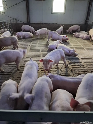Porci și purcei de vânzare !  - imagine 3