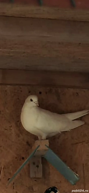 Jucători de galați Albi